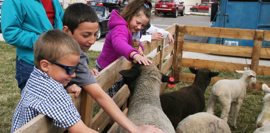Annual Sheep Shearing Day