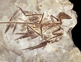 The Feathered Dinosaurs