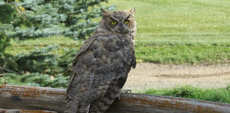 Draper Museum Raptor Experience