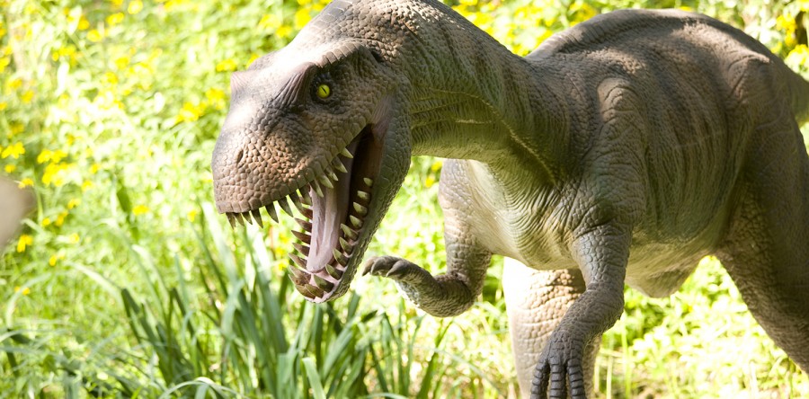 Suspendisse arcu nisl