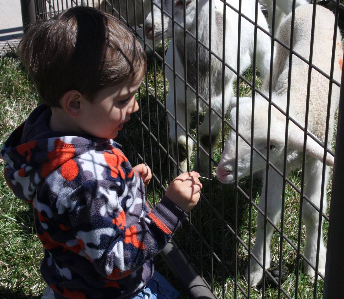 a little boy petting a lamb