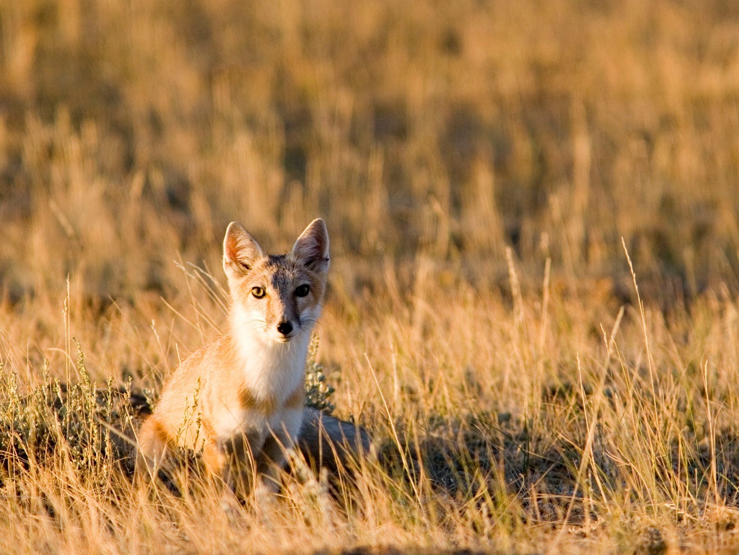 small fox sitting in prairie grass