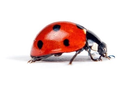 Kids Corner: What’s Your Bug?
