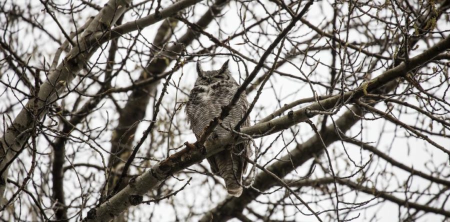 “Local Wildlife with Rene Schell”