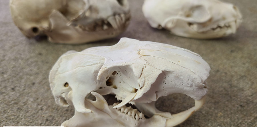 “Kids Corner: Scat, Tracks and Skulls”