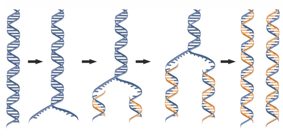 “DNA Testing for Genealogy”